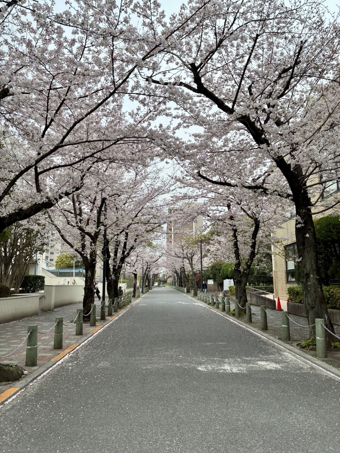 クリニック前の桜が満開です！